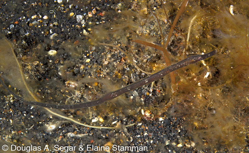 Segar-2013-05-0890.jpg