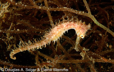 Segar-2010-07-1276.jpg