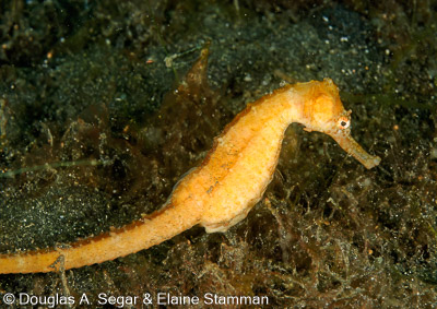 Pipefish