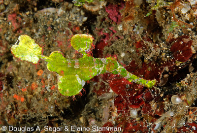 Segar-2011-07-1309.jpg