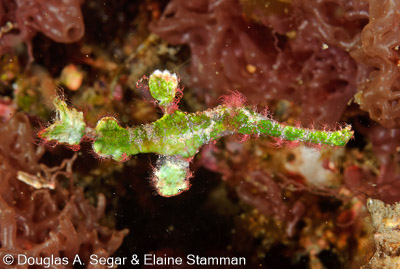 Segar-2011-07-2350.jpg