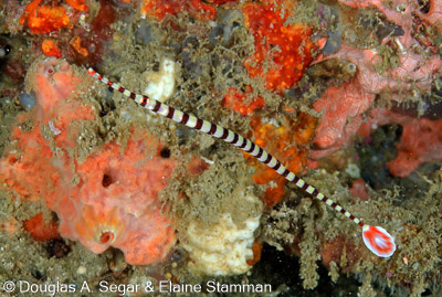 Segar-2012-07-0129.jpg