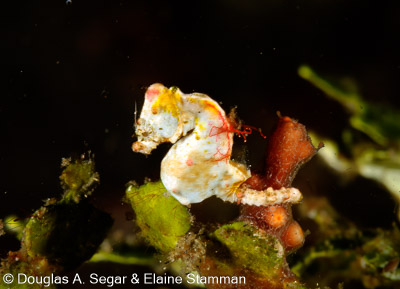 Segar-2012-07-0754.jpg