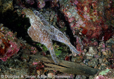 Segar-2012-12-0477.jpg