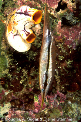 SegarA4484.jpg