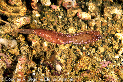 SegarA6072.jpg