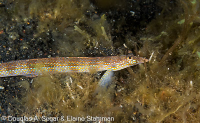 Sand Tilefish