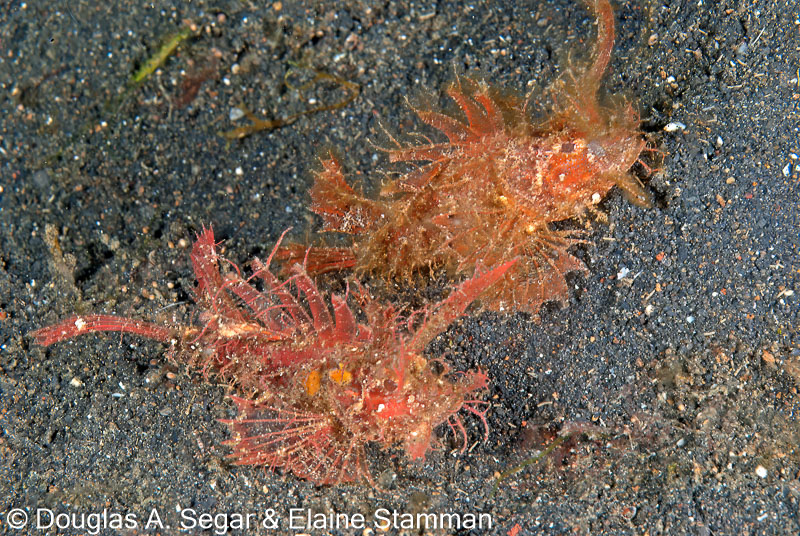 Segar-2011-07-0890.jpg