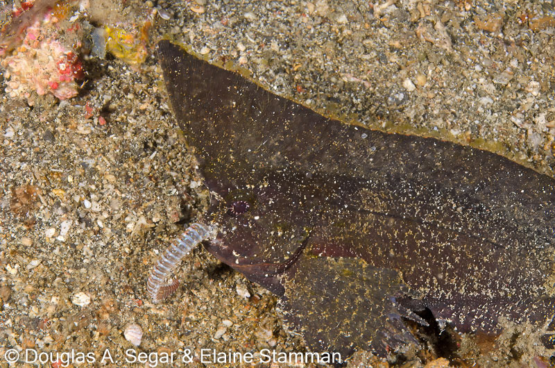 Segar-2013-05-0916.jpg