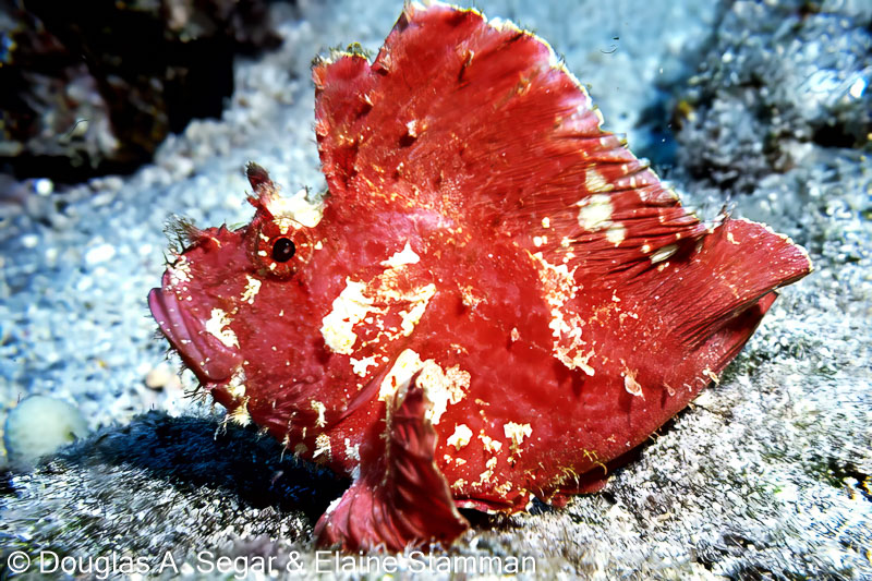 Segar0607.jpg