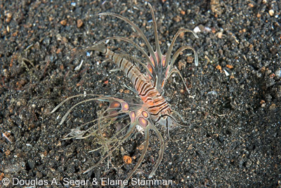 Scorpionfish