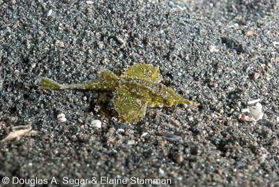 Scorpionfish