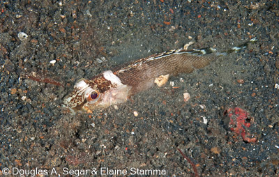 Segar-2010-12-3065.jpg