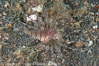 Segar-2012-07-2196.jpg