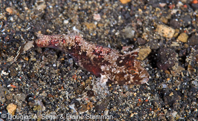 Segar-2013-05-1370.jpg
