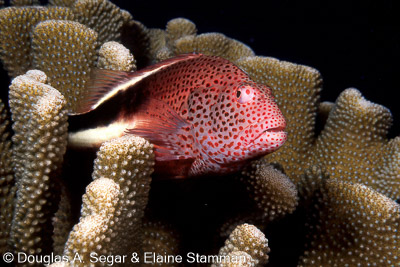 Scorpionfish