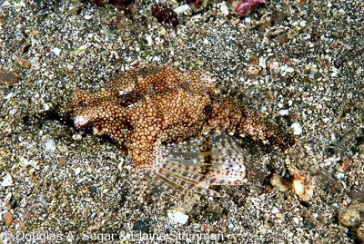 Scorpionfish