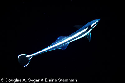 Sharks