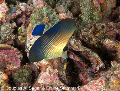 Surgeonfish