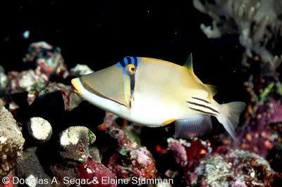 Surgeonfish