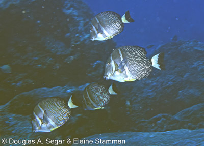 Surgeonfish