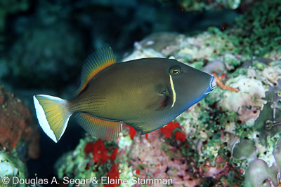 Surgeonfish