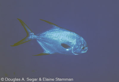 Tunas