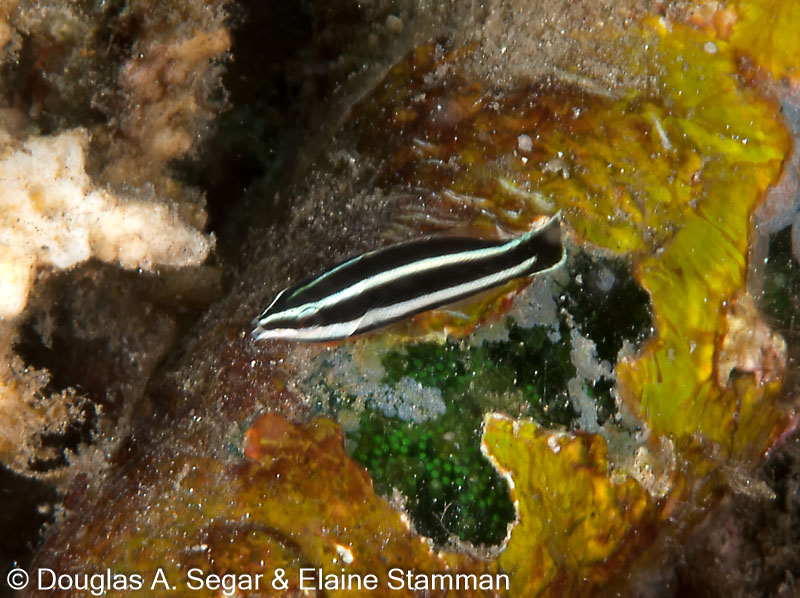 Segar-2010-12-4633.jpg