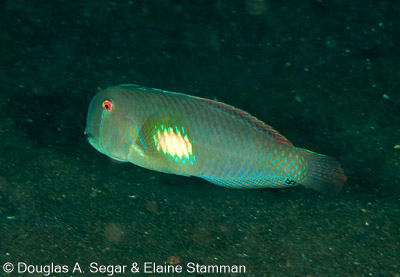 Wrasses