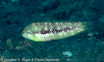 Segar-2009-07-1567.jpg