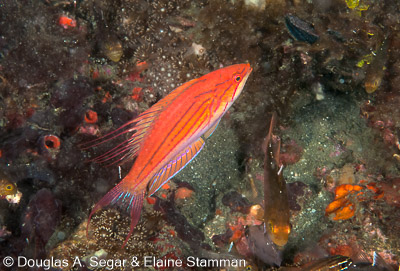 Segar-2010-07-0153.jpg