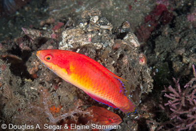 Wrasses
