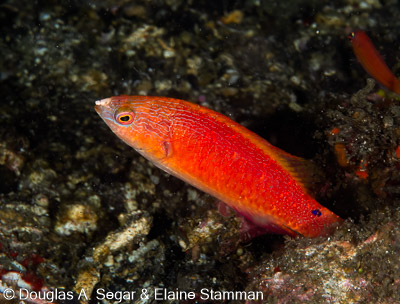 Segar-2014-09-2320.jpg