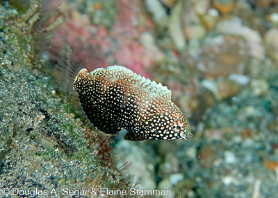 Segar-2014-09-3338.jpg