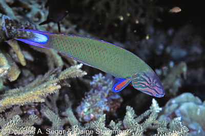 SegarA0255.jpg