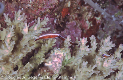 Wrasses