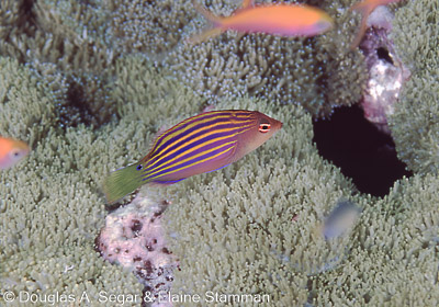 SegarA3670.jpg