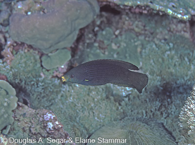 Wrasses