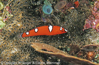SegarA4677.jpg