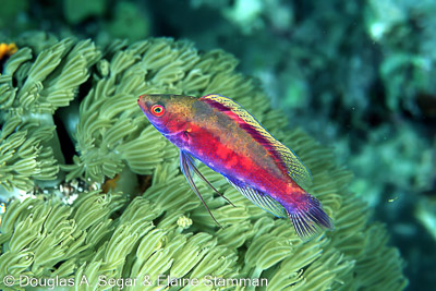 SegarA7867.jpg