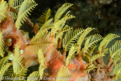 Anemones