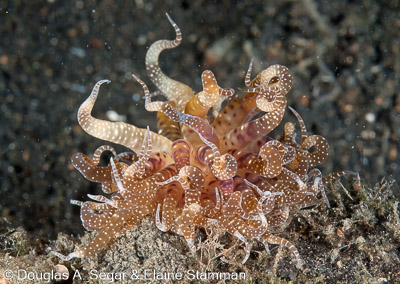Segar-2012-07-1406.jpg