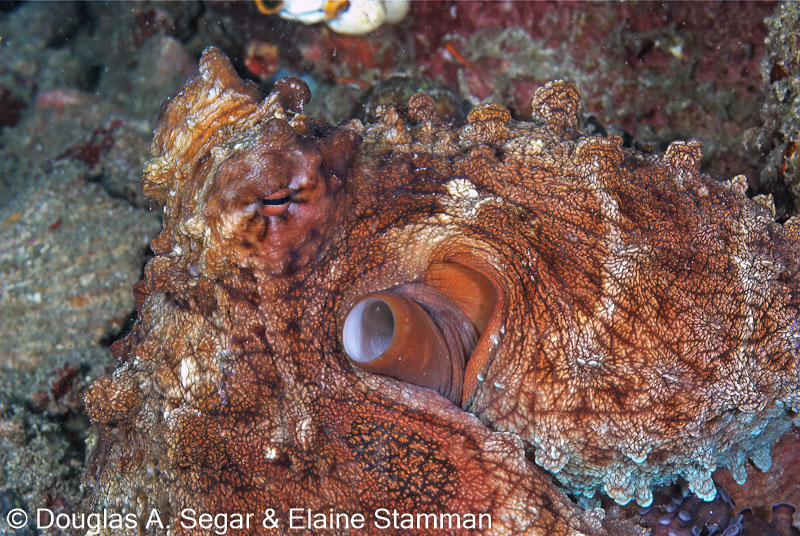Segar-2010-12-4357.jpg