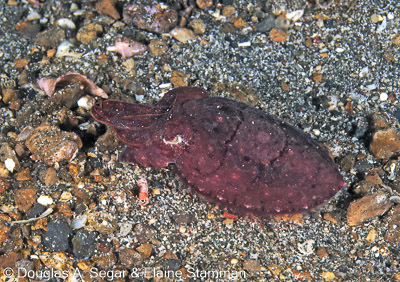 Segar-2012-07-0035.jpg