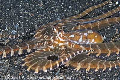 Segar-2012-07-2223.jpg