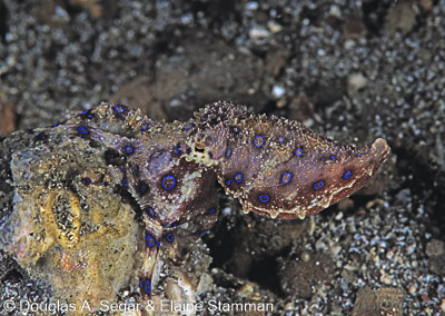 Cephalopods
