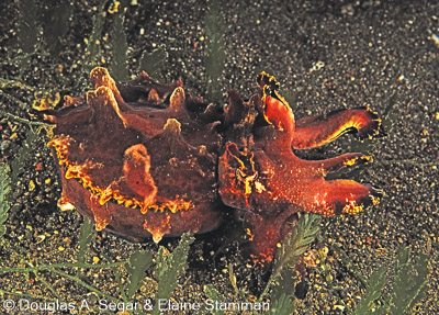 Cephalopods