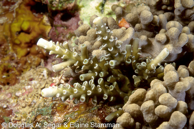 Hard coral, Family Acroporidae, Staghorn coral, Acropora divaricata ?,  Segar8022 - Reefimages & Introduction to Ocean Sciences