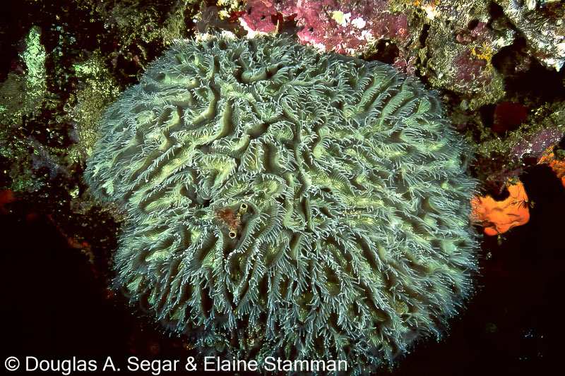 SegarA5547.jpg