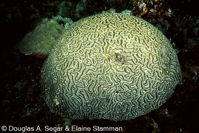Hard Corals